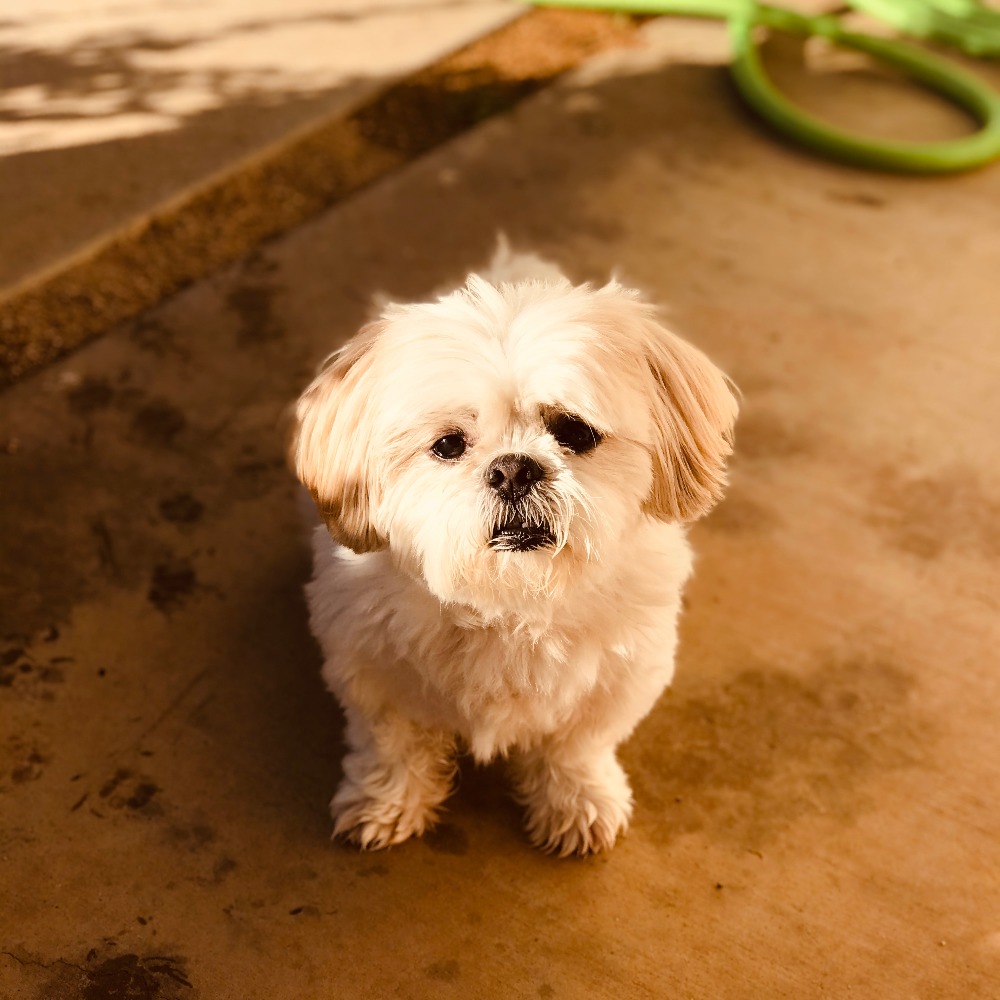 Meet your Posher, Shopsha